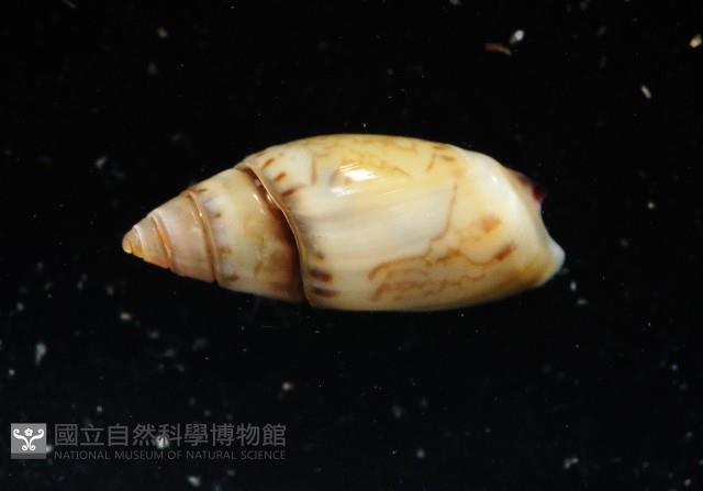 細小彈頭螺藏品圖，第8張
