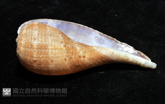 小枇杷螺藏品圖，第8張