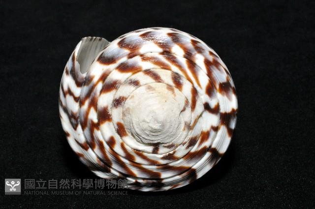 密碼芋螺藏品圖，第8張