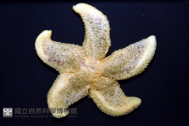 南極海盤車藏品圖，第8張
