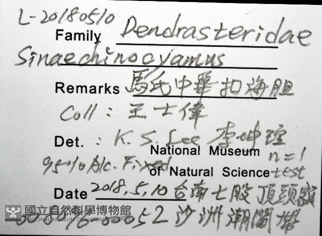 馬氏海錢(馬氏扣海膽)藏品圖，第8張