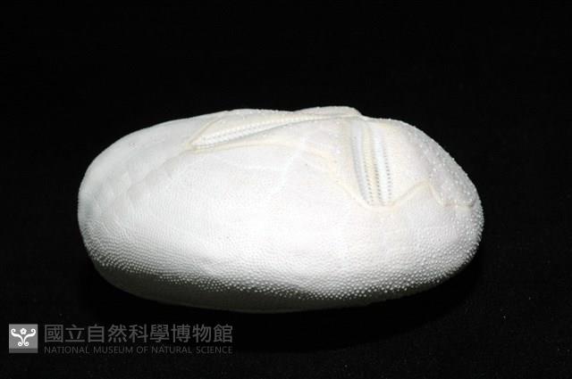 心形海壺藏品圖，第8張