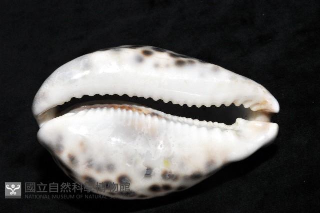黑星寶螺藏品圖，第8張