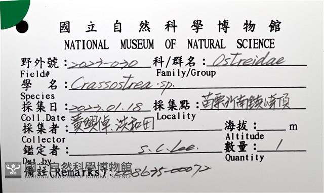 未知種巨牡蠣藏品圖，第8張