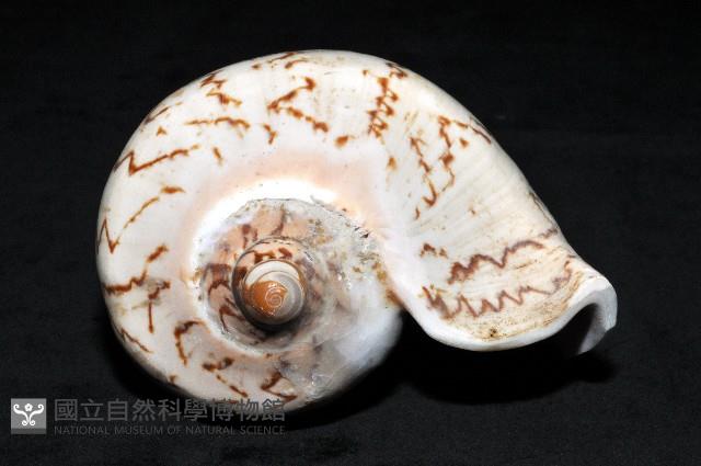 舞袖渦螺藏品圖，第8張