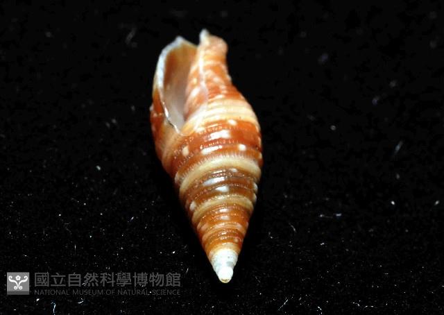 小珠筆螺藏品圖，第8張
