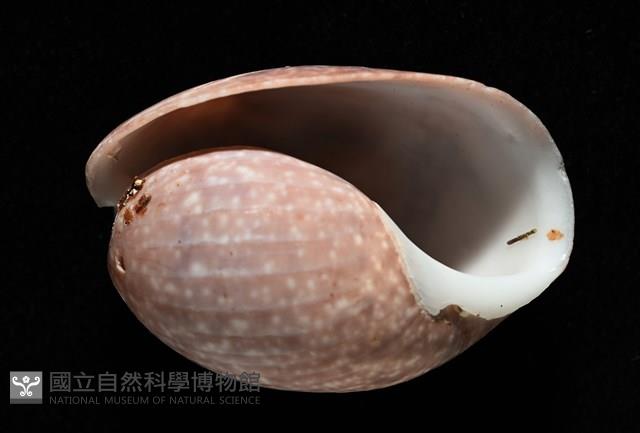 棗螺藏品圖，第8張