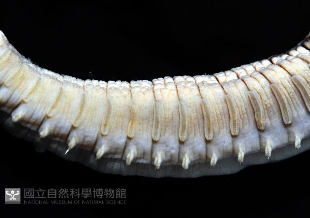 梧棲乳蟄蟲藏品圖，第8張