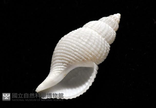 大溪峨螺(新種)藏品圖，第8張