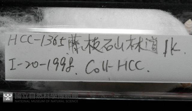石山芝麻蝸藏品圖，第8張