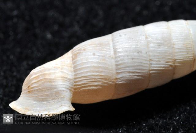 登錄號:004723-00002藏品圖，第8張