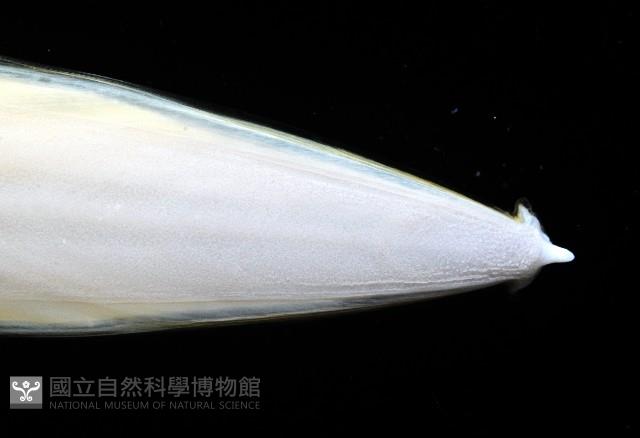叉尾烏賊藏品圖，第8張