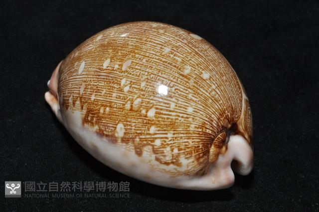 泛紅地圖寶螺藏品圖，第8張