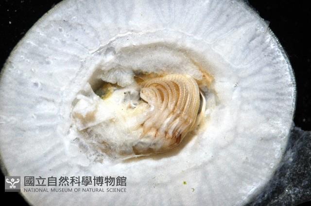 龜藤壺藏品圖，第8張