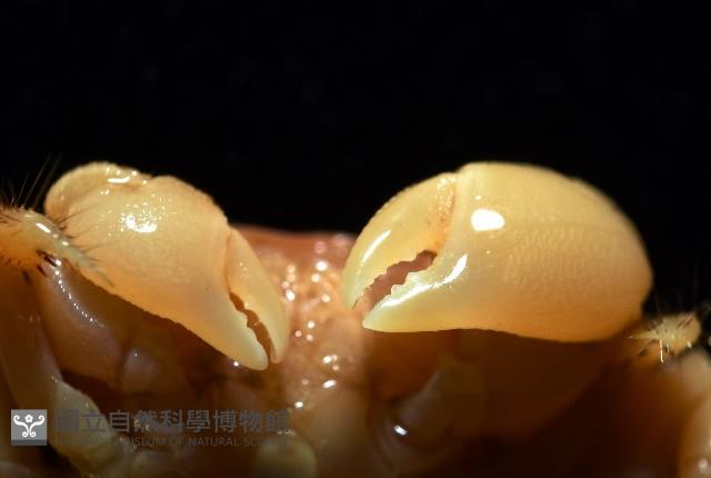 珊瑚擬相手蟹藏品圖，第8張