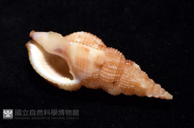 細鋸布紋螺藏品圖，第8張
