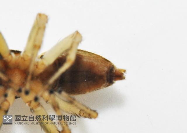 多色金毛蛛藏品圖，第8張