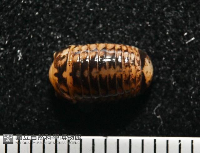 雙色木球馬陸藏品圖，第8張