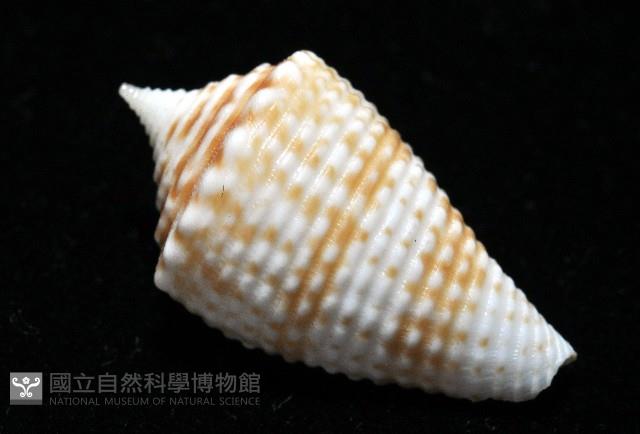 土生芋螺(新種)藏品圖，第8張