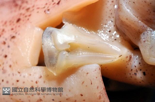 深海玻璃魷魚藏品圖，第8張