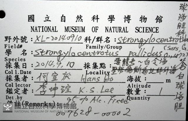 蒼白球海膽藏品圖，第8張