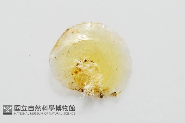 琉金雕鐘螺藏品圖，第8張