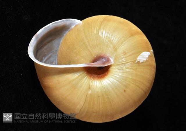 金崙栗蝸藏品圖，第8張