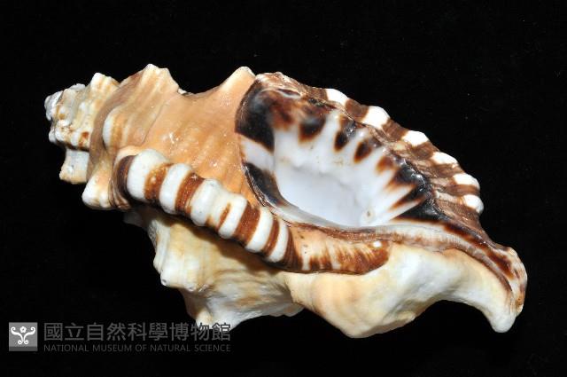 象鼻法螺藏品圖，第8張