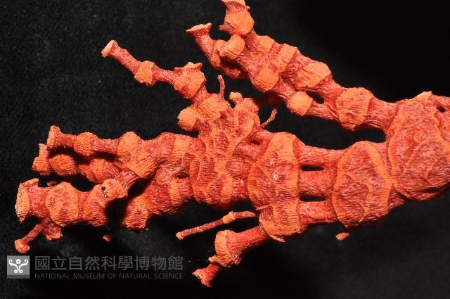 紅扇珊瑚藏品圖，第8張