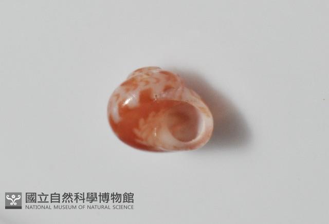 夏伊拉蠑螺藏品圖，第8張