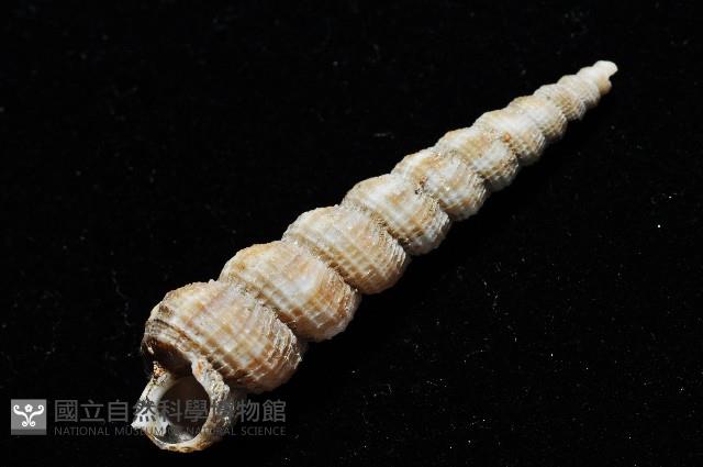 火燄海螄螺藏品圖，第8張