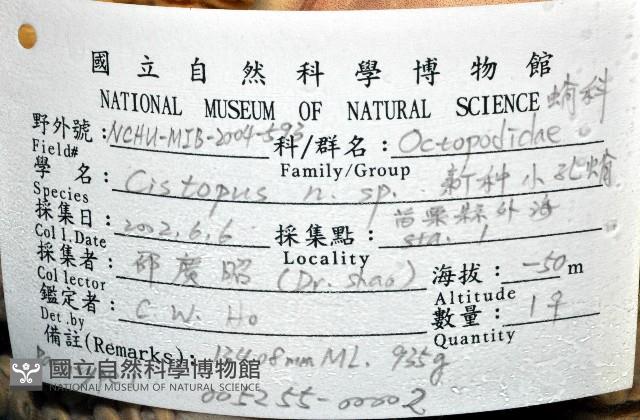 臺灣小孔蛸藏品圖，第8張