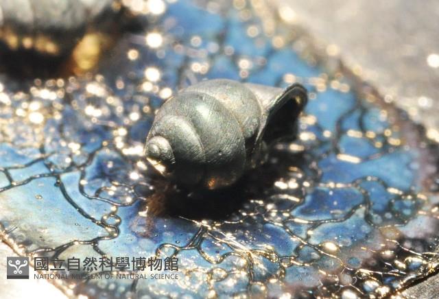 黃氏芝麻蝸牛藏品圖，第8張
