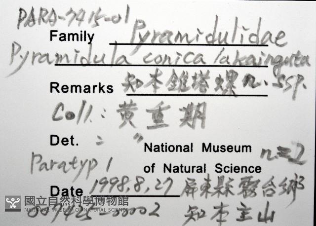 知本錐塔螺藏品圖，第8張
