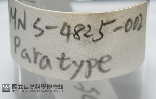 臺灣花瓣蛤藏品圖，第8張