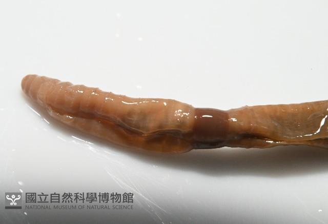 墾丁遠環蚓藏品圖，第8張