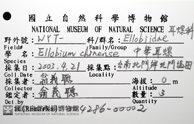 中華大耳螺藏品圖，第8張