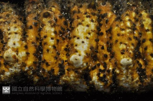 未知種海參藏品圖，第8張