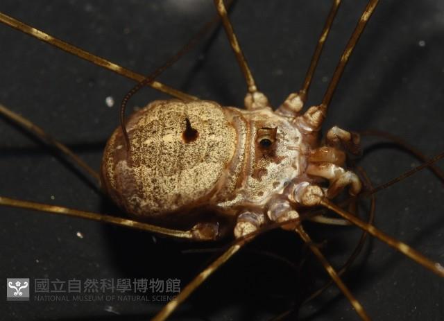 登錄號:007926-00002藏品圖，第8張