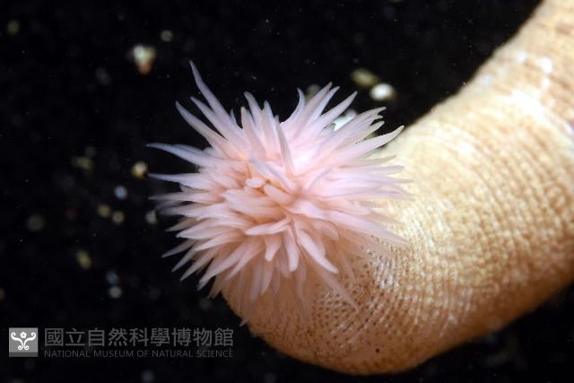 未知種管體星蟲藏品圖，第8張