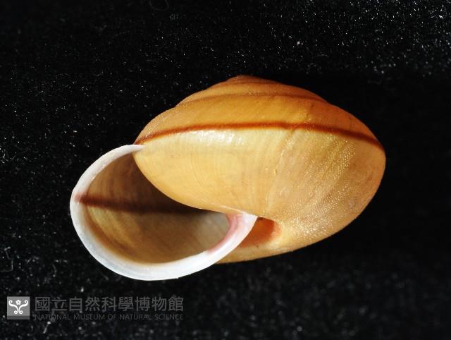 鱗高腰蝸牛(鱗菱蝸牛)藏品圖，第8張
