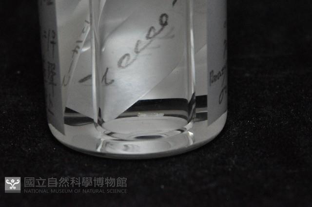 光齒非擬原足蟲藏品圖，第8張