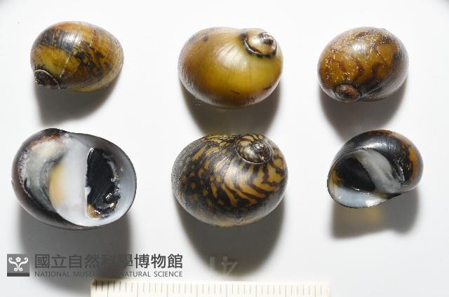 細斑蜑螺藏品圖，第8張