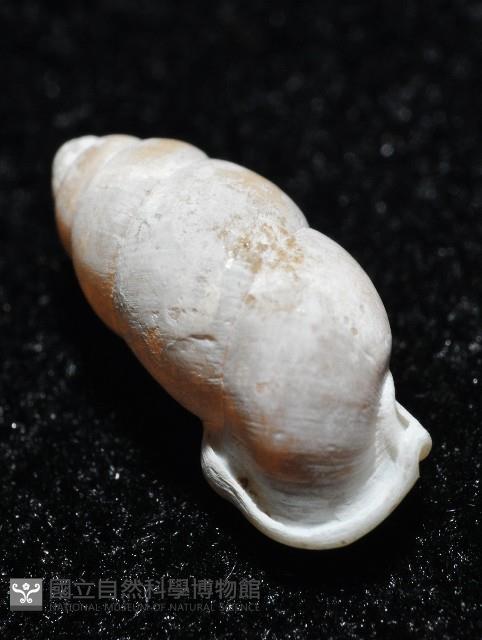 梅山豆蝸牛藏品圖，第8張
