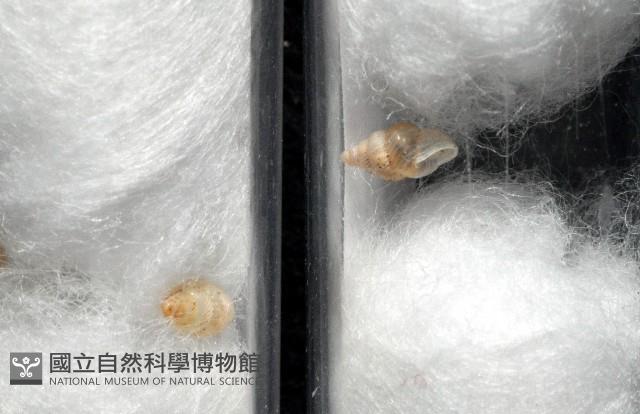 水田芝麻蝸藏品圖，第8張