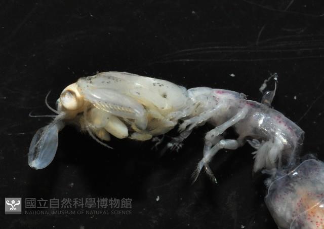 濱海幼嫩蝦蛄藏品圖，第8張