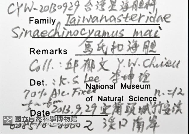 馬氏海錢(馬氏扣海膽)藏品圖，第8張