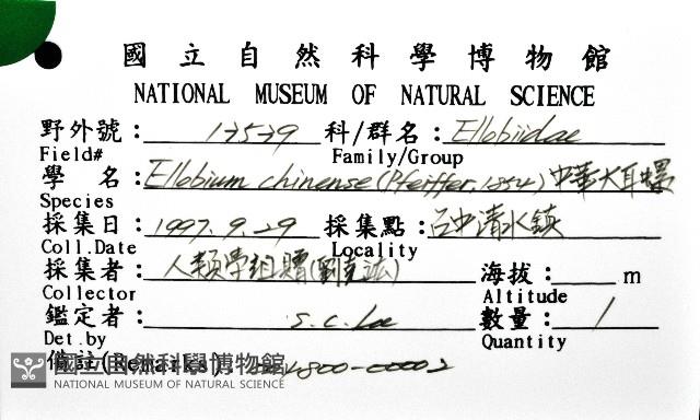 中華大耳螺藏品圖，第8張
