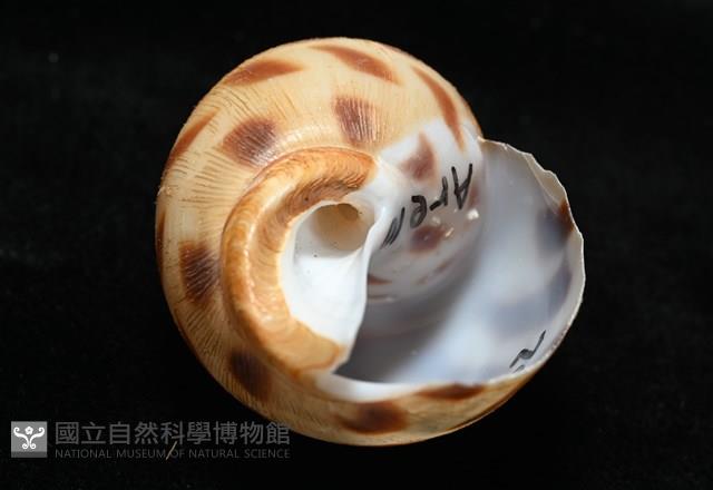 象牙鳳螺藏品圖，第8張