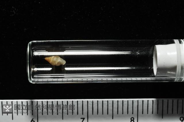 左旋扁芝麻蝸牛藏品圖，第8張